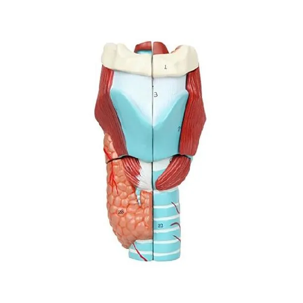 Axis Scientific Anatomy Model of Human Larynx Model is 9 Inches Tall and 5 Times Life Size Details Anatomy of Vocal Folds and Dissects Into 5 Parts