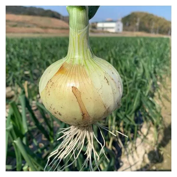 販売期間2026/06/30まで 野菜 玉ねぎ 3月中旬より発送 新玉ねぎ11kg シャーロットオニオン 産地直送