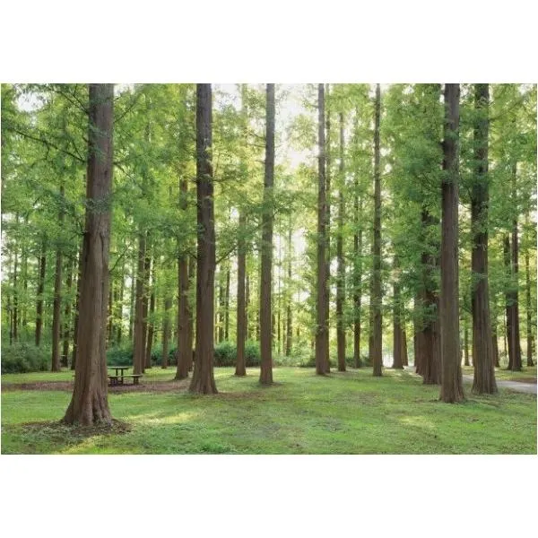 サンゲツ デジタルプリント壁紙 リザーブ（HIGH GRAFICA）風景写真 メタセコイアの森 Mサイズ（3巾） W2700mm×H1875mm HZ-7008M