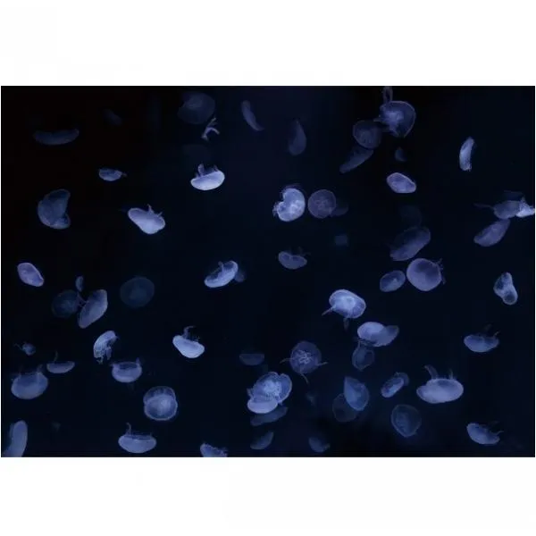 サンゲツ デジタルプリント壁紙 リザーブ（HIGH GRAFICA）風景写真 クラゲアクアリウム ライトブルー Mサイズ（3巾） W2700mm×H1875mm HZ-7039M