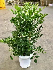 シルクジャスミン 7号 ゲッキツ 月橘 観葉植物 鉢植え 販売 苗 苗木 送料無料 インテリア 贈り物 ギフト お誕生日 記念日 開店祝い【smtb-s】