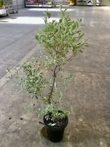 ロシアン・オリーブ 8号 グミ科 観葉植物 オリーブ 販売 苗 苗木 鉢植え 希少種 送料無料【smtb-s】