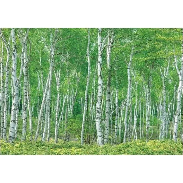 サンゲツ デジタルプリント壁紙 リザーブ（HIGH GRAFICA）風景写真 八千穂高原白樺林（おうち森林浴）Lサイズ（4巾） W3600mm×H2500mm HZ-7001L