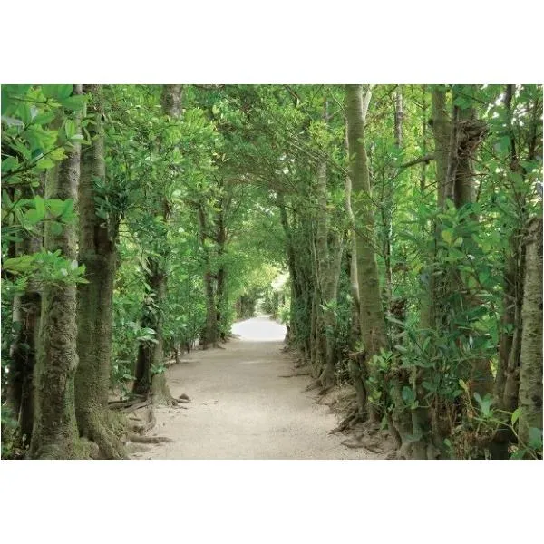 サンゲツ デジタルプリント壁紙 リザーブ（HIGH GRAFICA）風景写真 備瀬 フクギ並木 Mサイズ（3巾） W2700mm×H1875mm HZ-7045M