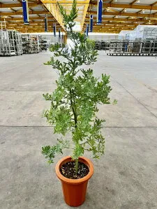 アカシア ミモザ 7号 マメ科 観葉植物 シルバーリーフ 販売 苗 苗木 鉢植え 希少種 送料無料【smtb-s】