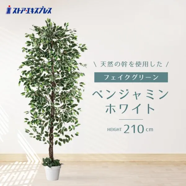 フェイクグリーン 観葉植物 フェイク 人工観葉植物_ベンジャミン ホワイト H210cm_61-754-95-2_8724-4733
