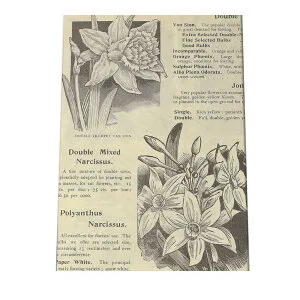 ポスター 博物画 白黒 モノトーン 図鑑 植物 観葉 花 インテリア おしゃれ アート モダン a0 a1 a2 a3 a4 b0 b1 b2 b3 b4 特大 大きい 小さい 縦【bn-poster-42】