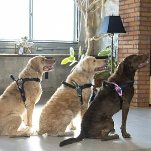 リード ハーネス LTP202 Primo CAMOUFLAGE M LTP202首輪 胴輪 散歩 犬 いぬ イヌ DOG dog トレ・ポンティ TRE PONTI デザートカモ ピンクカモ グレーカモ【TC】【B】