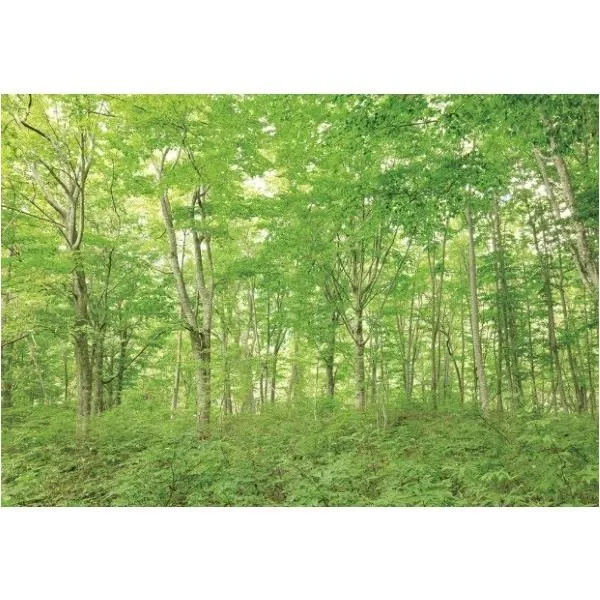 サンゲツ デジタルプリント壁紙 リザーブ（HIGH GRAFICA）風景写真 白神山地 ブナ林 Mサイズ（3巾） W2700mm×H1875mm HZ-7042M