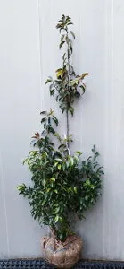 【現品】メス木【ソヨゴ株立ち状】樹高1.5m前後 根巻き大苗 2026-01-03 そよご