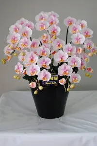 胡蝶蘭 光触媒 アートフラワー（造花） 絞り赤 Sサイズ 5本 贈り物・母の日・新築祝・開店祝・誕生日・記念日・卒業式・入学式・ギフト・お歳暮・お年賀に【smtb-s】