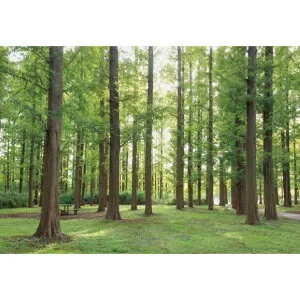 サンゲツ デジタルプリント壁紙 リザーブ（HIGH GRAFICA）風景写真 メタセコイアの森 Mサイズ（3巾） W2700mm×H1875mm HZ-7008M 1セット