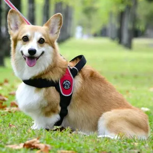 ハーネス ハンドル LTP200 Primo REFLECTIVE XXL 胴輪 散歩 犬 いぬ イヌ DOG dog トレ・ポンティ TRE PONTI イエロー オレンジ レッド ピンク スカイブルー ブラック【TC】【B】