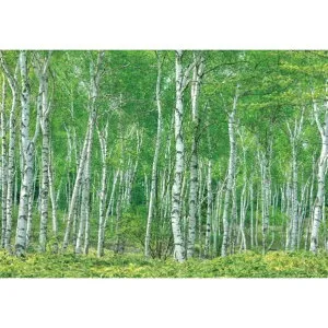 サンゲツ デジタルプリント壁紙 リザーブ（HIGH GRAFICA）風景写真 八千穂高原白樺林（おうち森林浴）Mサイズ（3巾） W2700mm×H1875mm HZ-7001M 1セット
