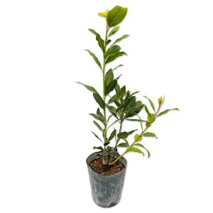 ゲッケイジュ オーレア 0.3m9.0cmポット 10本 苗