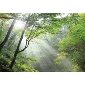 サンゲツ デジタルプリント壁紙 リザーブ（HIGH GRAFICA）風景写真 軽井沢 森の朝 Mサイズ（3巾） W2700mm×H1875mm HZ-7033M 1セット