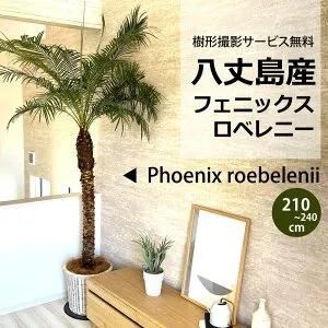 樹形撮影サービス無料！自社便！【神奈川 東京 埼玉 静岡一部 限定！】 H210cm～240cm 八丈島産 フェニックスロベレニー 10号 温室直送 種類 多数♪ 温室直送 ヤシの木 シンボルツリー 南国の木